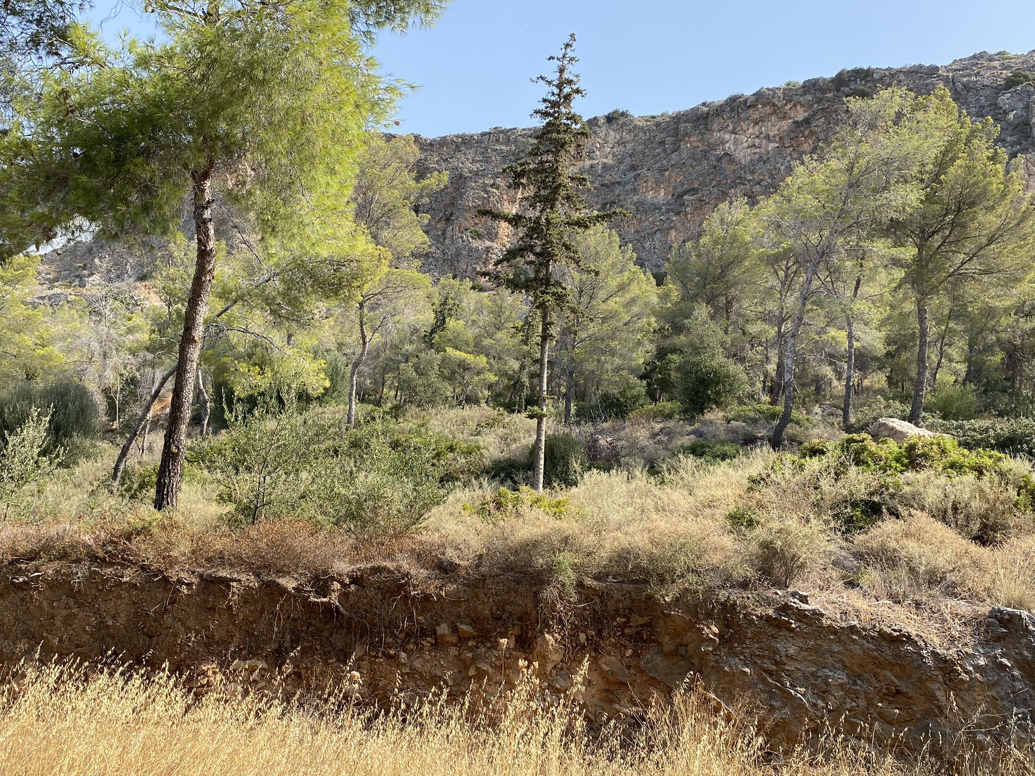 Άλσος Καψαλίου