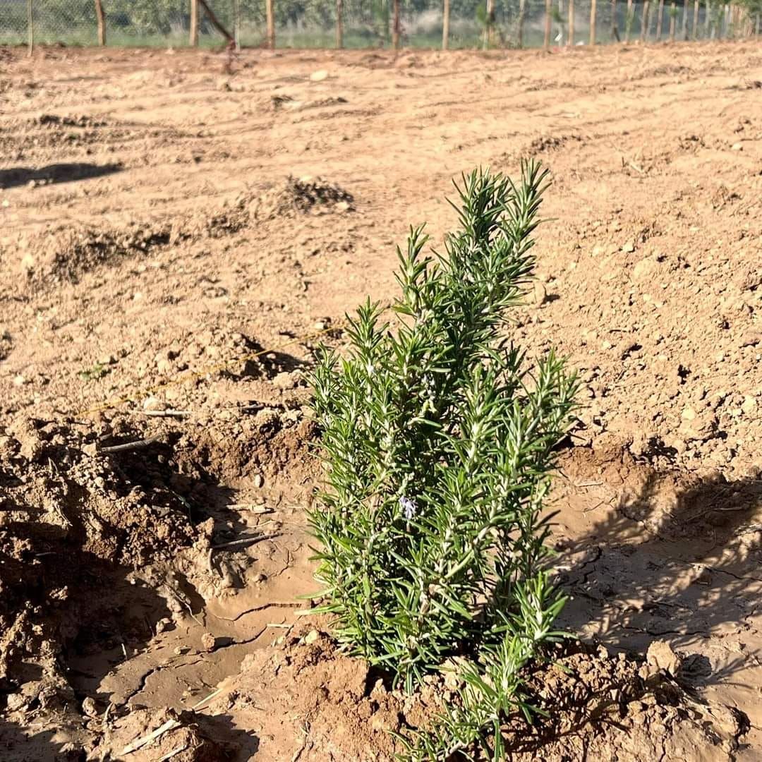 melissokomika parka4