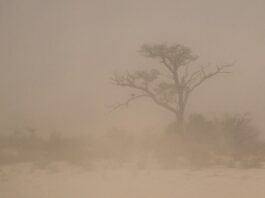 A dust storm on a plain in the Kalahari.