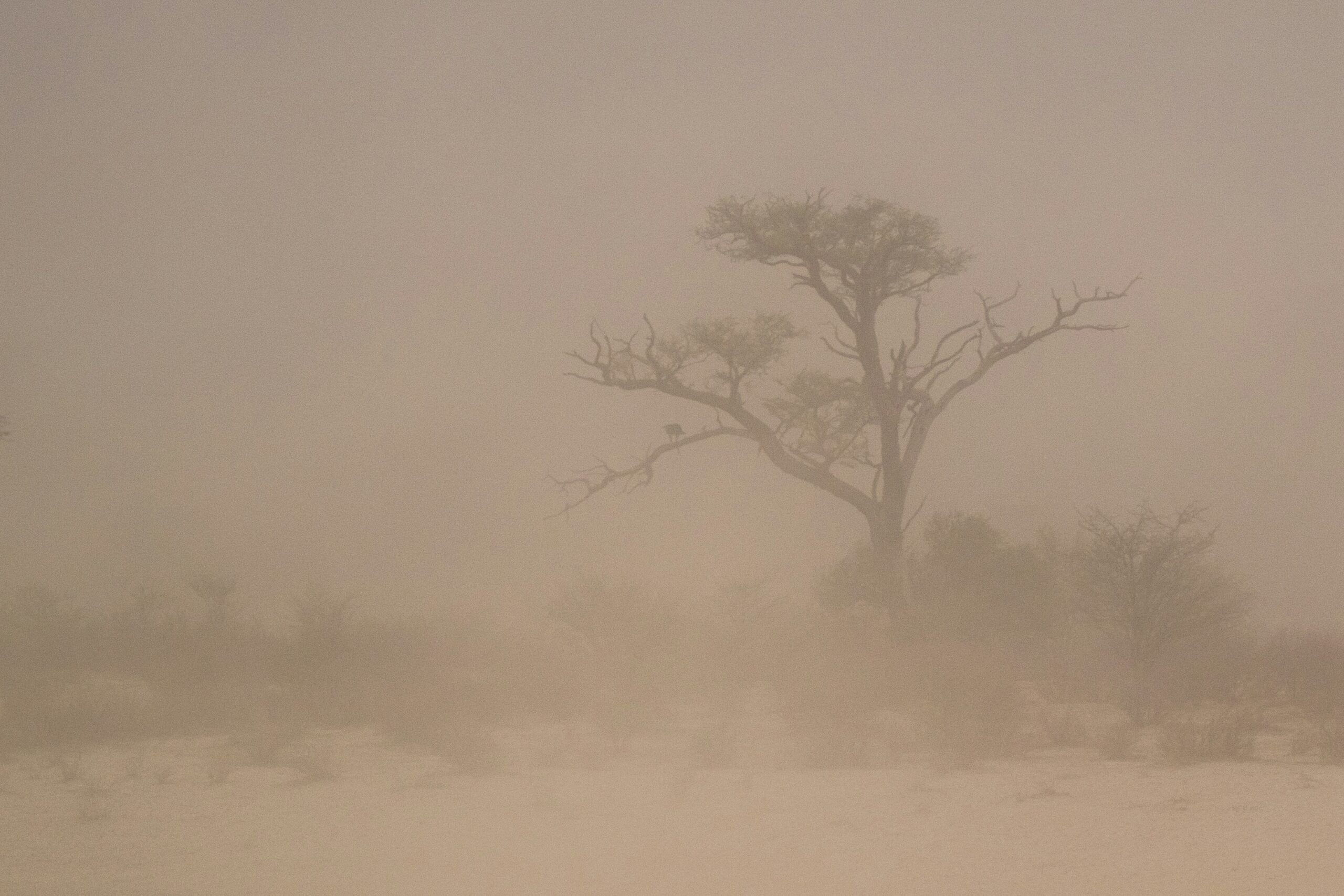 A dust storm on a plain in the Kalahari.
