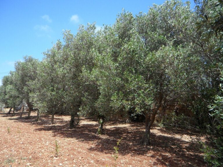 olive trees, nature, row