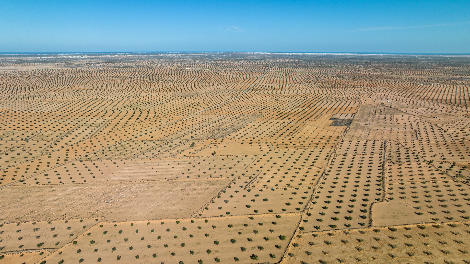 λιόδεντρα στην Τυνησία