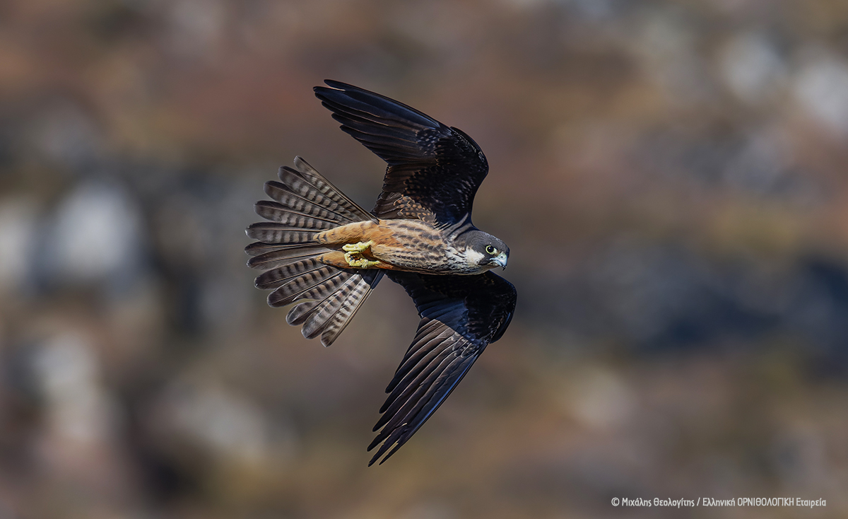 Falco eleonorae ΜιχάληςΘεολογίτης ΟΡΝΙΘΟΛΟΓΙΚΗ cr