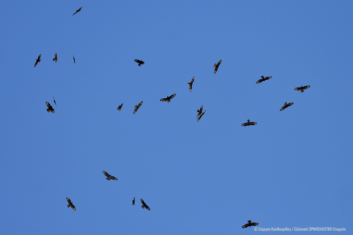 Raptor monitoring GiorgosKouthouridis ORNITHOLOGIKI