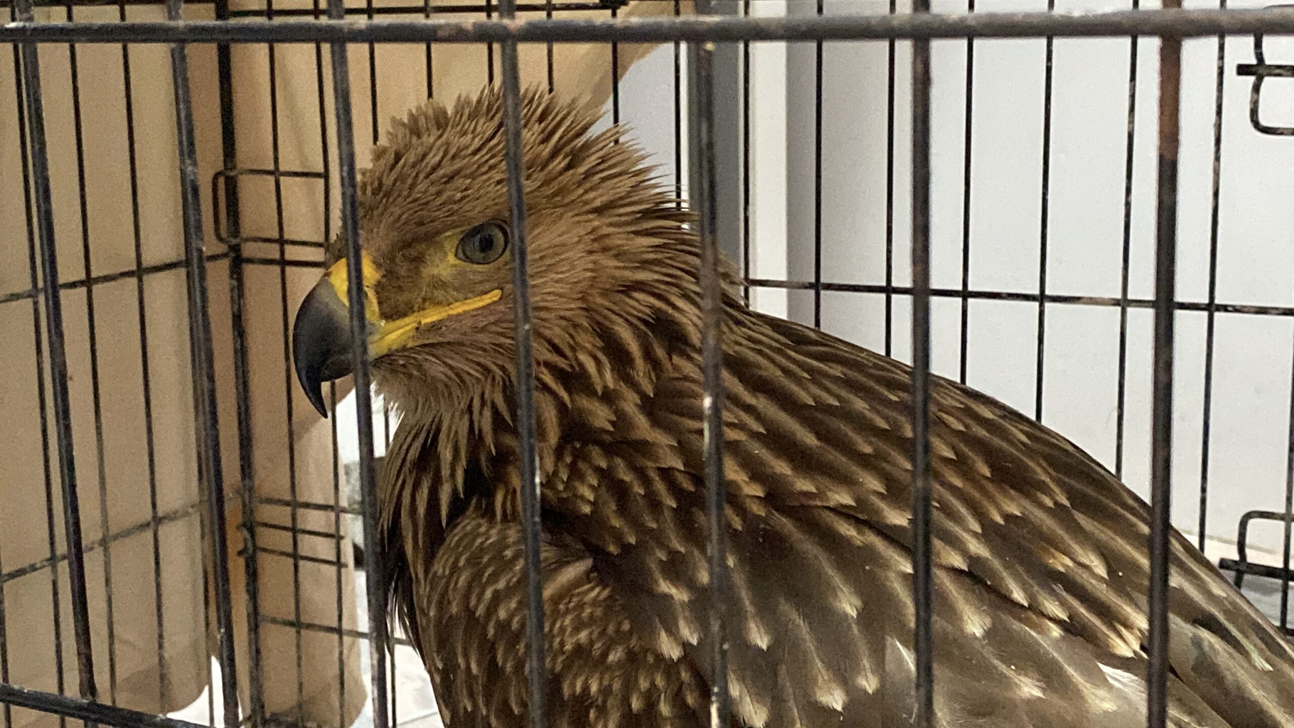 βασιλαετός