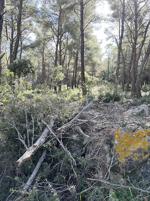 Η ανθρώπινη παρέμβαση στη φύση πριν και μετά από μια δασική πυρκαγιά: Μύθοι και πραγματικότητα 1 IMG 9701
