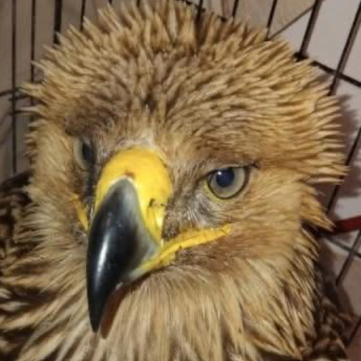 Ενημερωτικό Δελτίο του Κ.Ι.Π.Α. 11 2105990d 8332 4979 061f da4c18de26b8