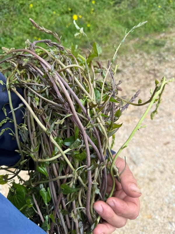 50ced3c13ccd77b79a0cd99d7fd2865f