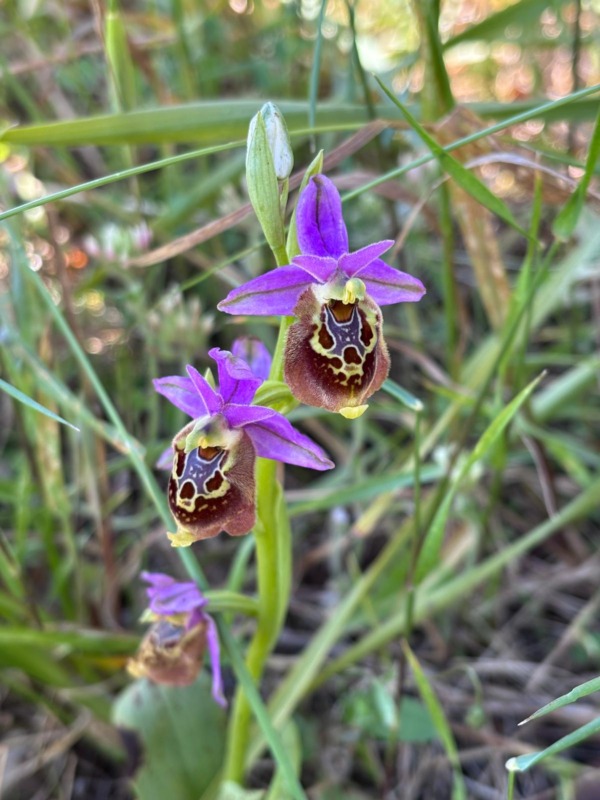 669647165 1629099352074785 2787549414818438800 n