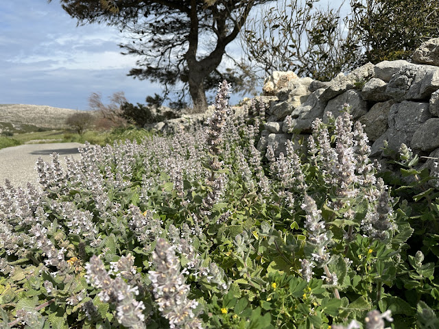 Η σπάνια και πολύτιμη Νεπέτα των Κυθήρων 3 IMG 0451