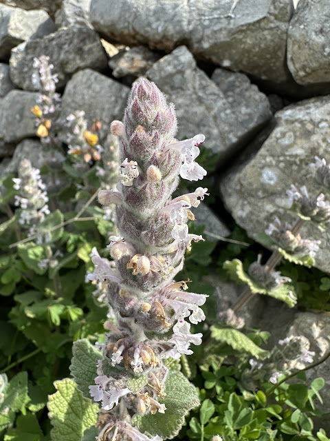 Η σπάνια και πολύτιμη Νεπέτα των Κυθήρων 4 IMG 0452
