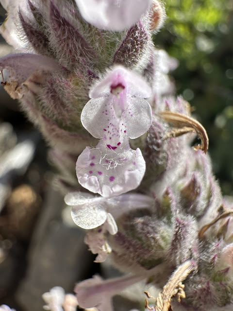 Η σπάνια και πολύτιμη Νεπέτα των Κυθήρων 2 IMG 0632