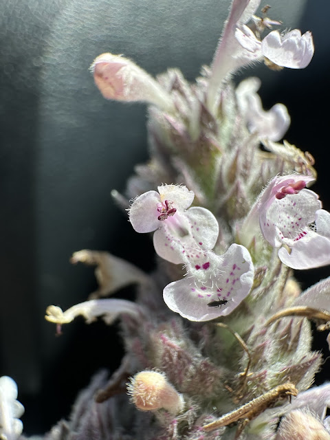 Η σπάνια και πολύτιμη Νεπέτα των Κυθήρων 5 IMG 0636