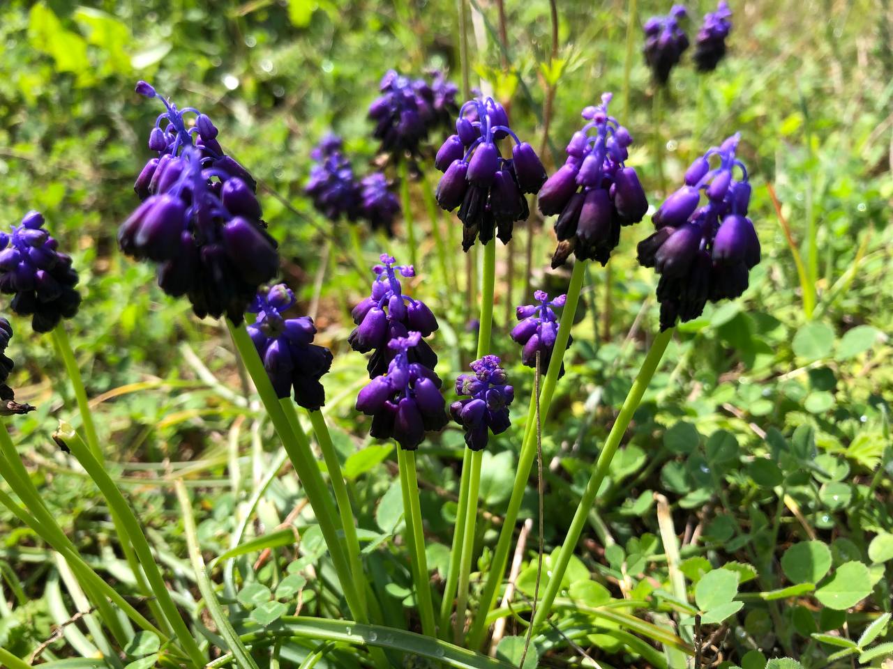 Τα Καλογέρια, οι βολβοί και ο Λινναίος