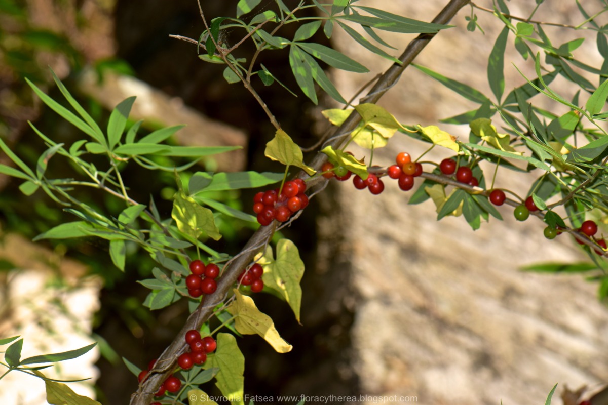 Αβρινέοι στα Κύθηρα, Αβρωνιές στην Κρήτη