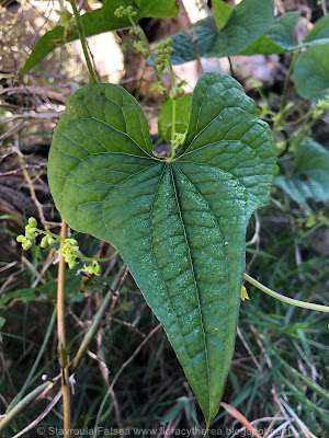 dioscorea 1IMG 8876 1