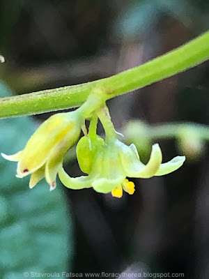 dioscorea2IMG 8878 1