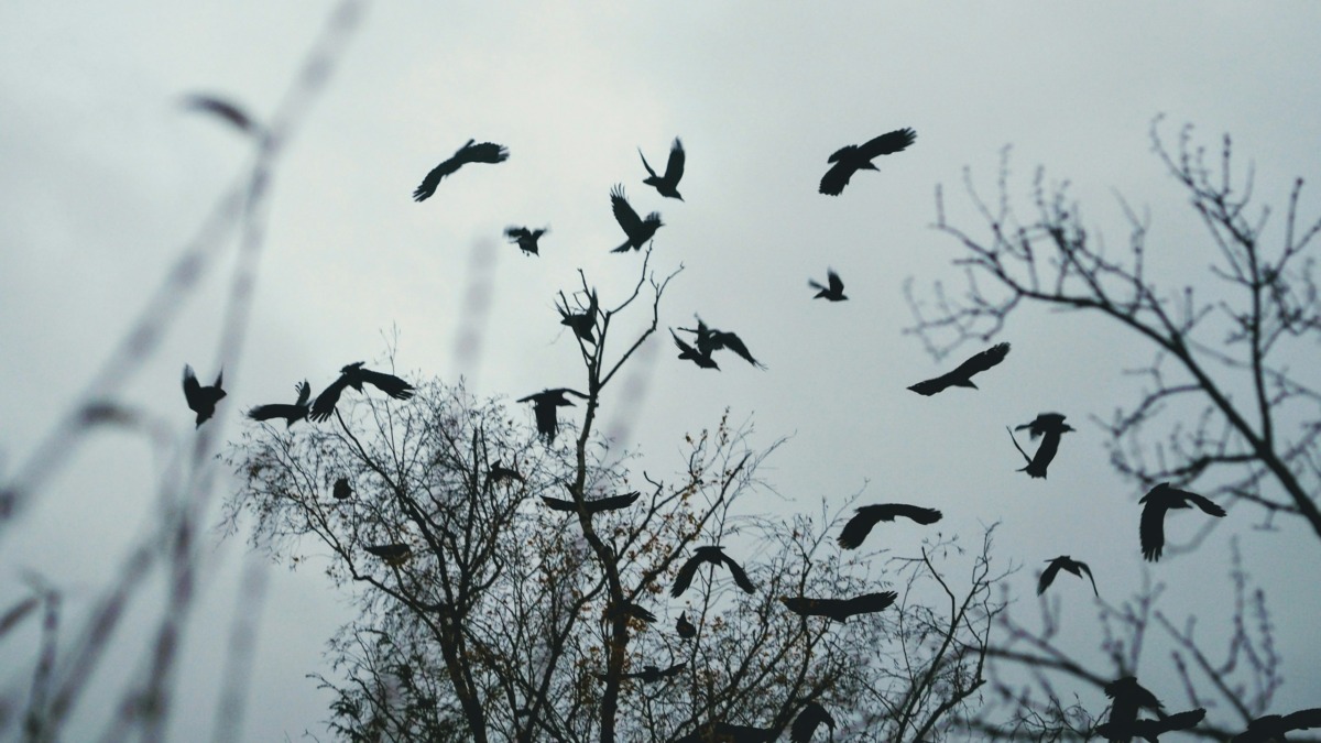 μελαγχολία birds-flying-above-bare-tree-during-day-stockpack-unsplash