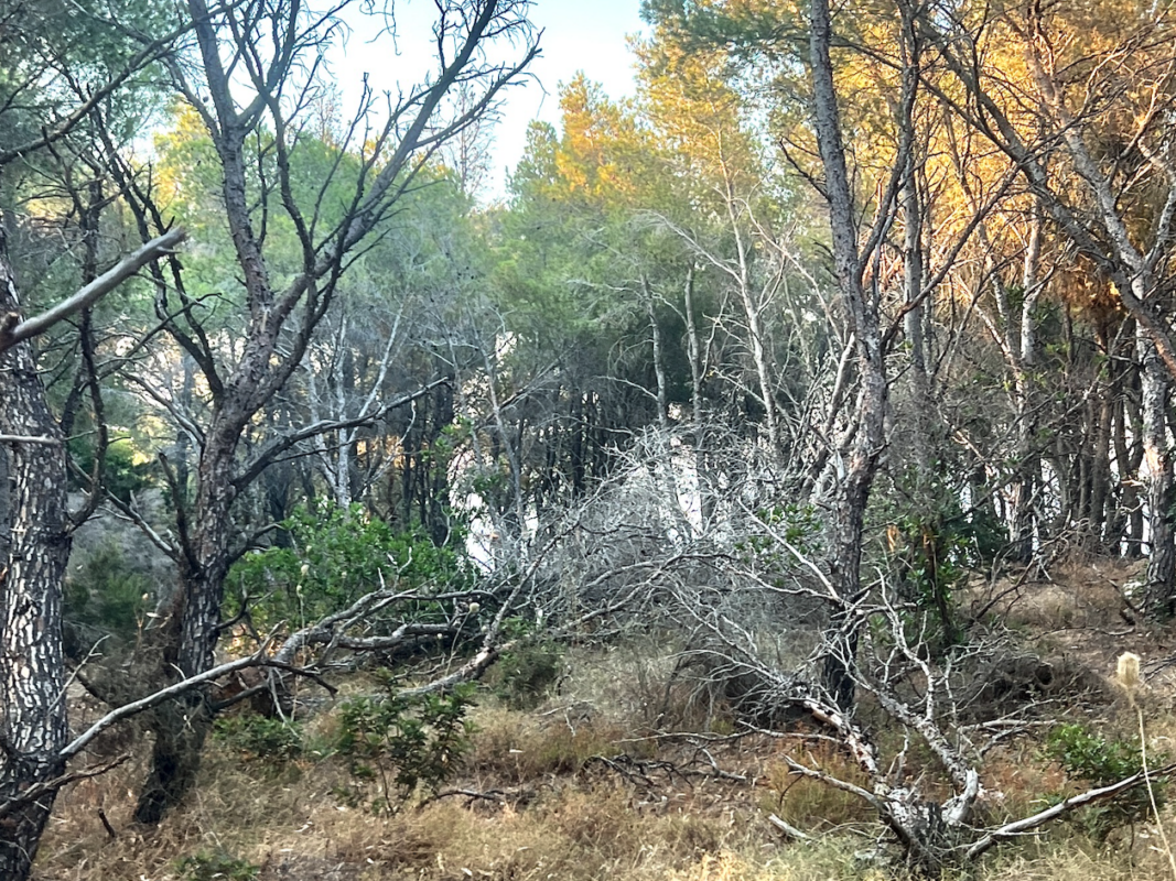 Το Επικίνδυνο Μυστικό του Γερακαρίου 2 Unknown 1