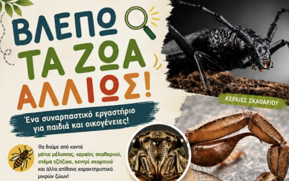 «Βλέπω τα ζώα αλλιώς!» – Ο συναρπαστικός μικρόκοσμος της φύσης αποκαλύπτεται στα Φράτσια
