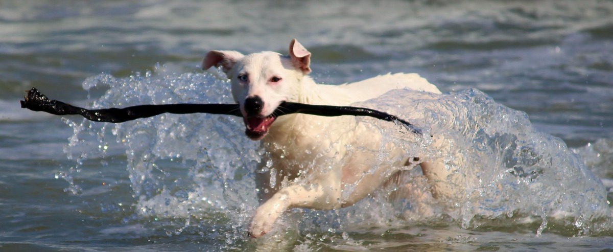 counselling dog 937193 1920