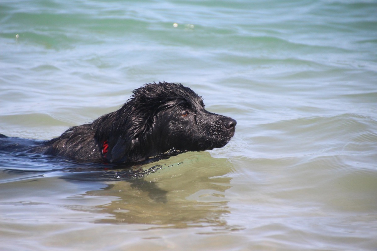 freiheitsjunkie swimming dog 5006306 1920
